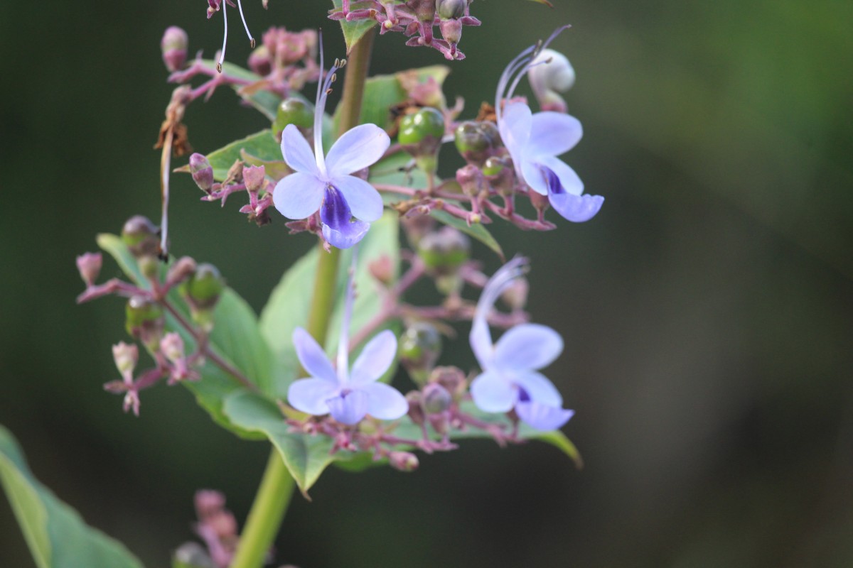 Rotheca serrata (L.) Steane & Mabb.